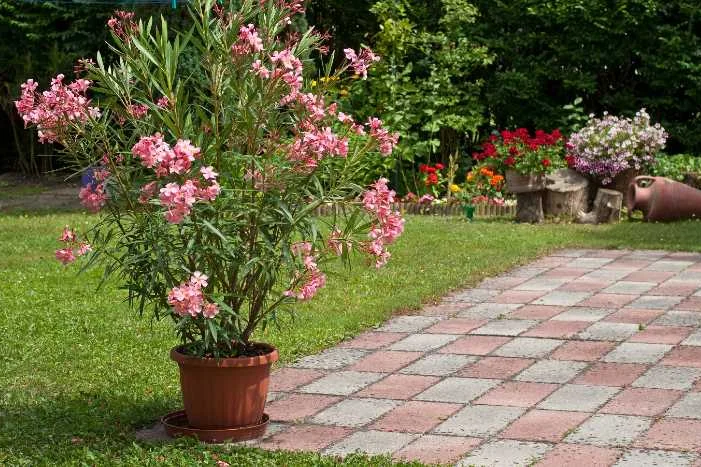 Oleander im Topf im Garten